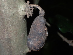 Uvariodendron kirkii