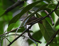 Epinecrophylla fulviventris