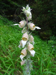 Digitalis lanata