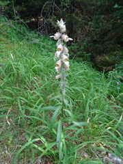 Digitalis lanata