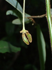 Monanthotaxis trichocarpa