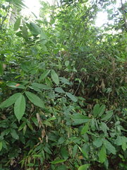 Monanthotaxis trichocarpa