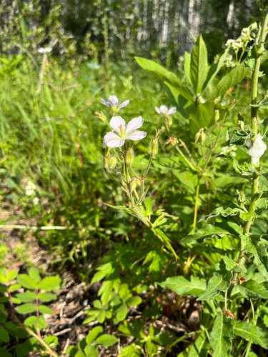 Richardson's geranium (Geranium richardsonii)