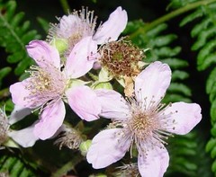 Rubus leightonii