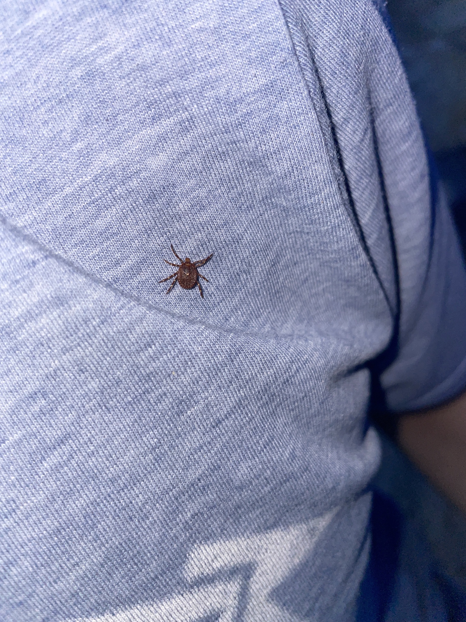 Amblyomma triguttatum Koch, 1844