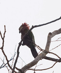 Deroptyus accipitrinus