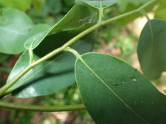 Xylopia