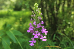 Platanthera peramoena