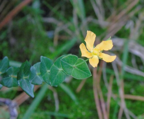 Hypericum connatum (Hypericum connatum)