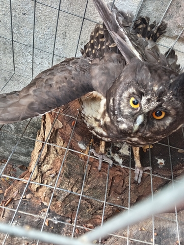 Stygian Owl (Asio stygius), photo 3