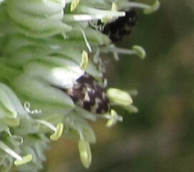 carpet beetle