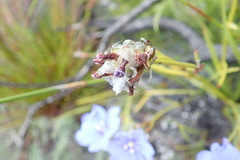 Aristea oligocephala
