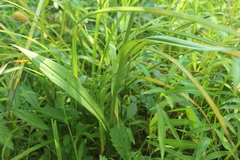 Platanthera peramoena