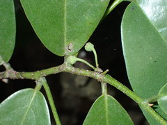 Monanthotaxis fornicata