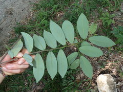 Monanthotaxis fornicata