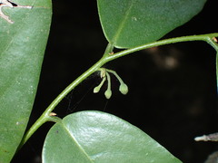 Monanthotaxis fornicata