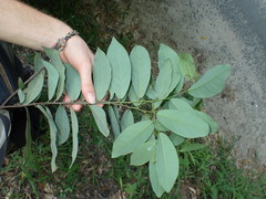 Monanthotaxis fornicata