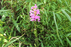 Platanthera peramoena