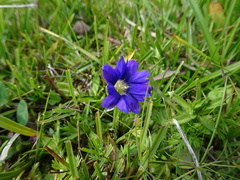 Gentiana dshimilensis