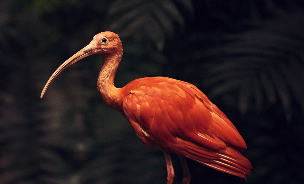 White and Scarlet Ibises