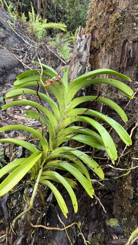 Vanda tricolor (Vanda tricolor)