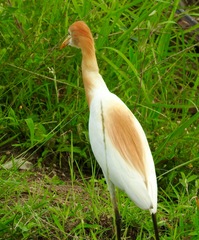 Bubulcus ibis coromandus
