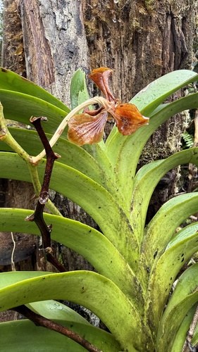 Vanda tricolor, photograph 2