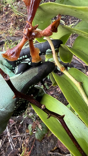 Vanda tricolor, photograph 3