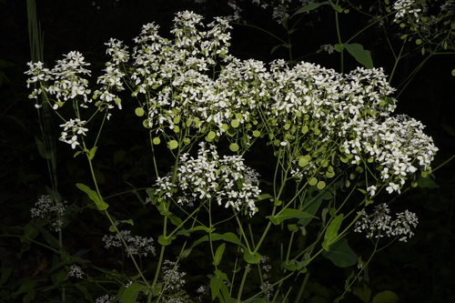 Garlic Cress (Peltaria alliacea)