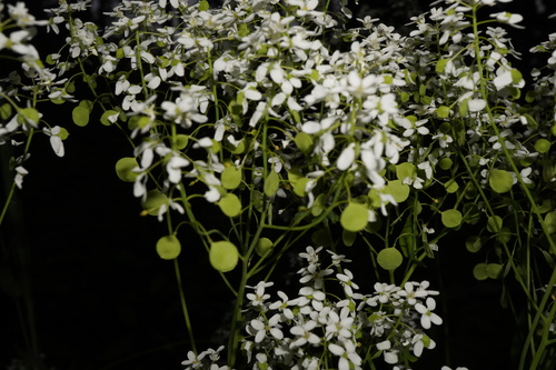 Peltaria alliacea, photograph 5