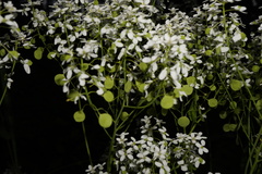 Peltaria alliacea, photograph (c) Patrick Hacker, some rights reserved (CC BY)