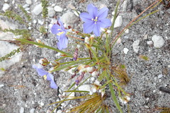 Aristea oligocephala