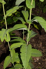 Peltaria alliacea, photograph (c) Patrick Hacker, some rights reserved (CC BY)