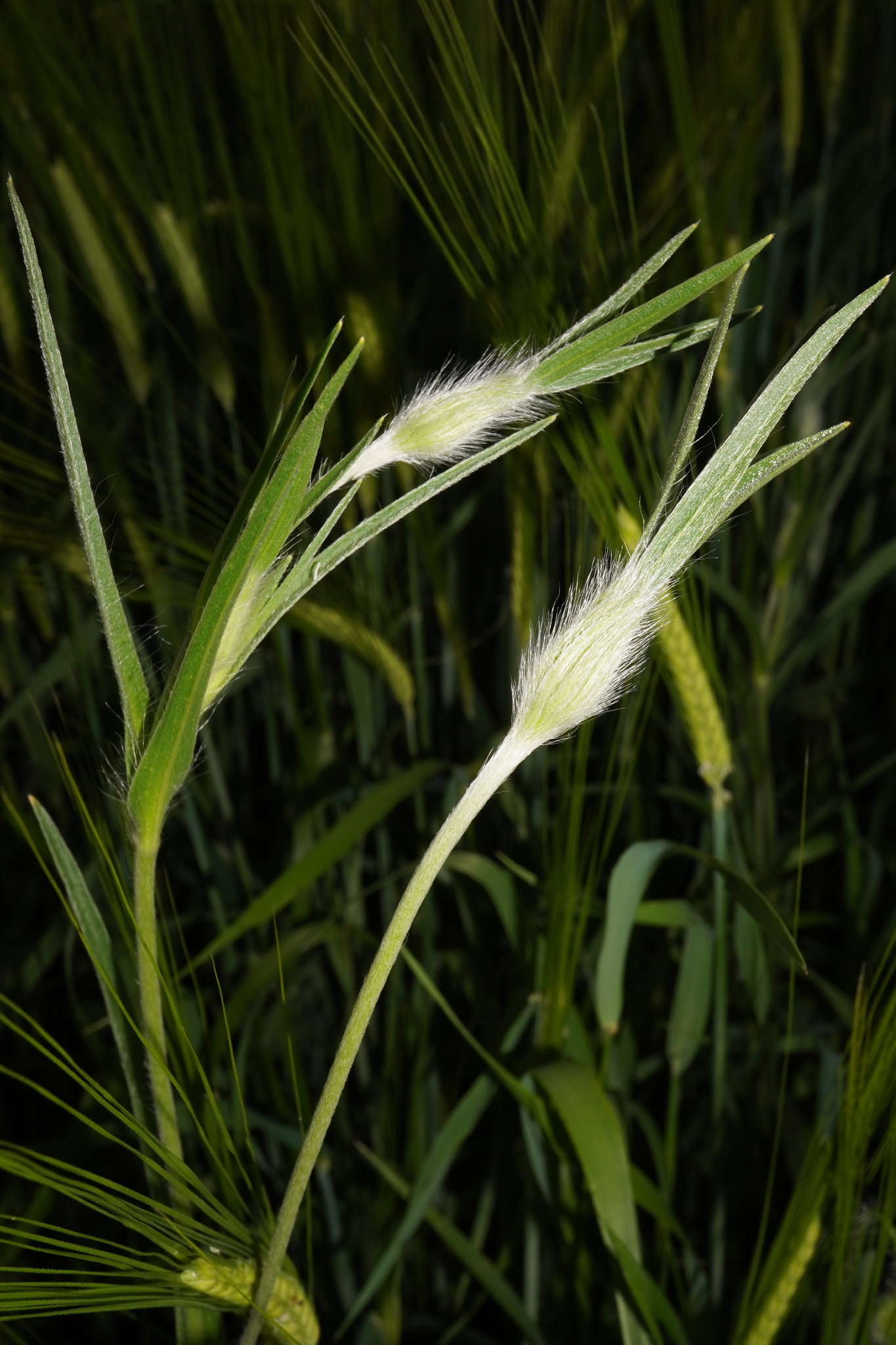 Corn Cockle (Agrostemma githago)