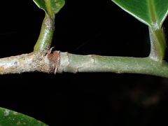 Uvariodendron gorgonis