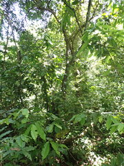 Uvariodendron gorgonis