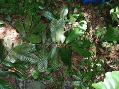 Uvariodendron gorgonis