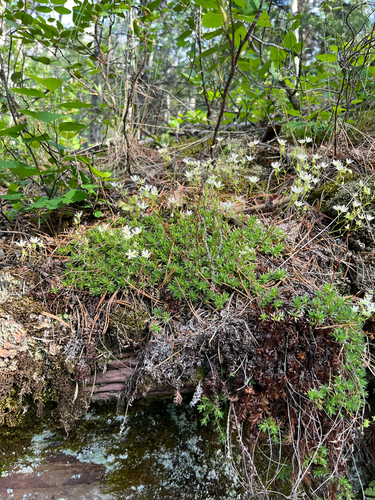 Mat Saxifrage (Saxifraga bronchialis)