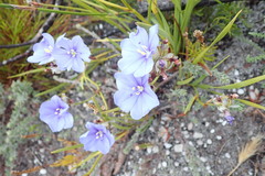 Aristea oligocephala