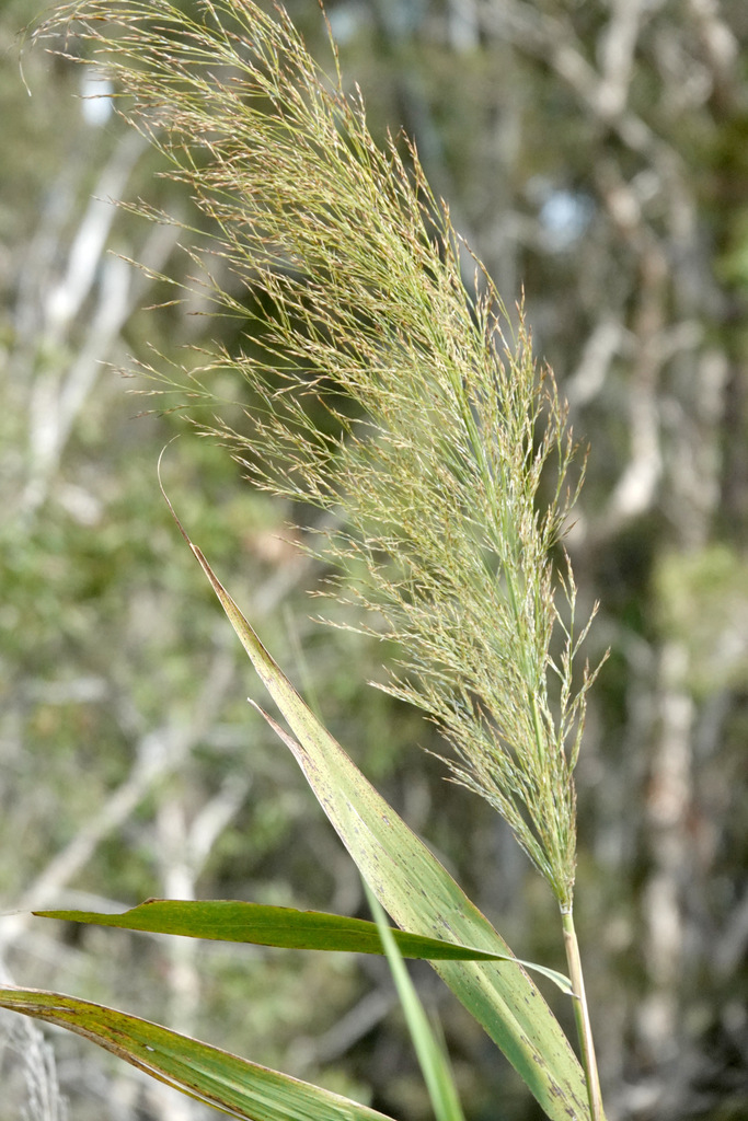 Common Reed Mt common reed from Sandy Camp Wetlands, Brisbane QLD, Australia on ...