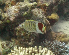 Chaetodon paucifasciatus
