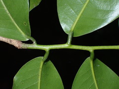Uvariodendron kirkii