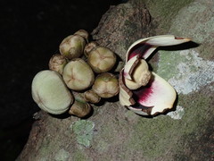 Uvariodendron kirkii