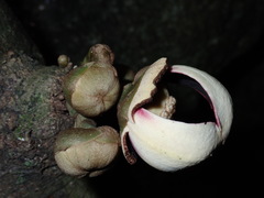 Uvariodendron kirkii