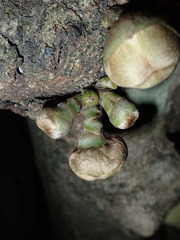 Uvariodendron kirkii