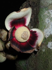 Uvariodendron kirkii