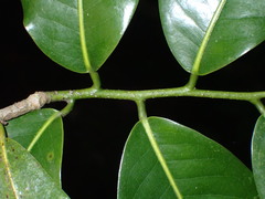 Uvariodendron kirkii
