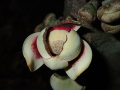 Uvariodendron kirkii