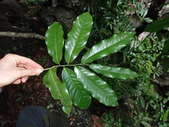 Uvariodendron kirkii
