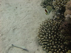 Parapercis hexophtalma